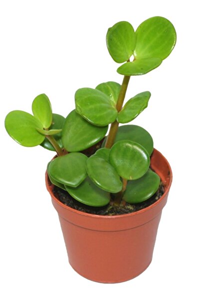 Aysima Çiçekevi Peperomia Hope Sukulent Iç Mekan Bitkisi 5.5 cm Kaktüs Sukulent Saksısında