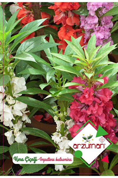 Arzuman Tohum Kına Çiçeği Çiçek Tohumu (30 Adet)