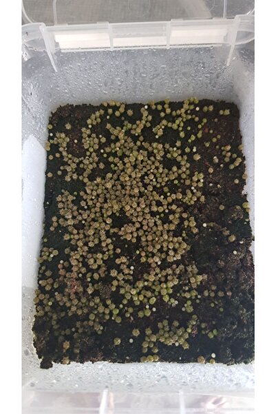 variegataseeds Gymnocalycium Variegata Kaktüs Tohumu Karışık 10 Adet