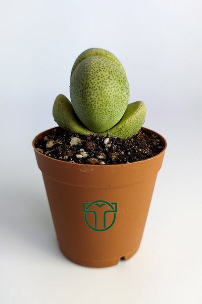 Pleiospilos Nelii Special Type Cactus Flowering Cactus 5.5 Cm in Pot