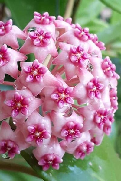 ÇİÇEKFLİX Mum Çiçeği Dantelli Pembe 10-15cm Ev Salon Bitkisi