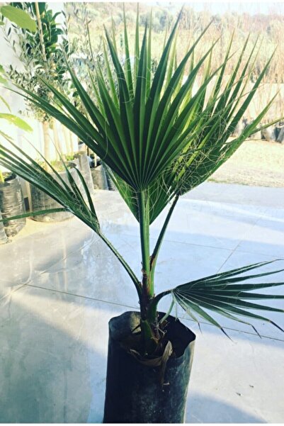 DH STORE Palmiye Fidanı 50 Cm Ağaç Bitki