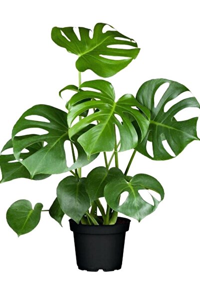 serada decor & plant Deve Tabanı Bitkisi- Monstera Deliciosa-ithal 40-50 Cm