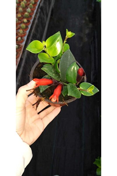 Genel Markalar Aeschynanthus Radicans - Ruj Çiçeği - Ruj Sarmaşığı