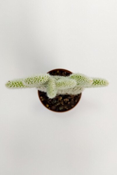 Toptan Kaktüs Opuntia Microdasys Albata Tavşan Kulağı Kaktüs Tekli Kaktüs 5.5 cm Saksıda