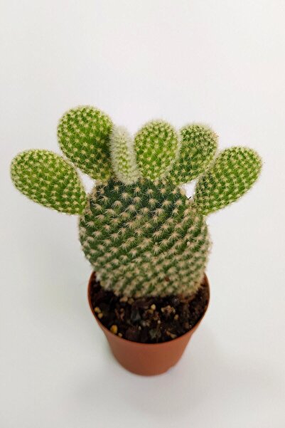 Toptan Kaktüs Opuntia Microdasys Albata Tavşan Kulağı Kaktüs Tekli Kaktüs 5.5 cm Saksıda