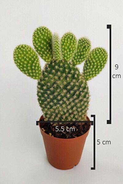 Toptan Kaktüs Opuntia Microdasys Albata Tavşan Kulağı Kaktüs Tekli Kaktüs 5.5 cm Saksıda