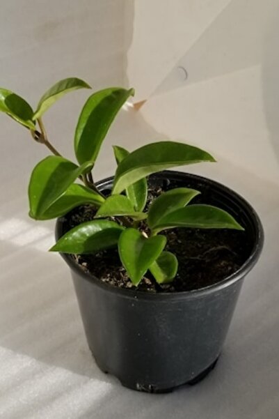 ÇİÇEKFLİX Mum Çiçeği Dantelli Pembe 10-15cm Ev Salon Bitkisi