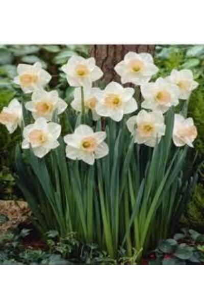 Alanyatropikal Meşhur Karaburun Nergiz Soğanı 5 Adet