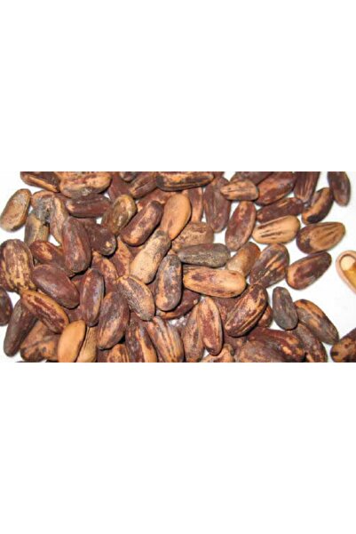 ÜNLÜ ŞİFA Ünlü Şifa Çam Fıstığı Kabuklu Yeni Mahsül 1 Kg