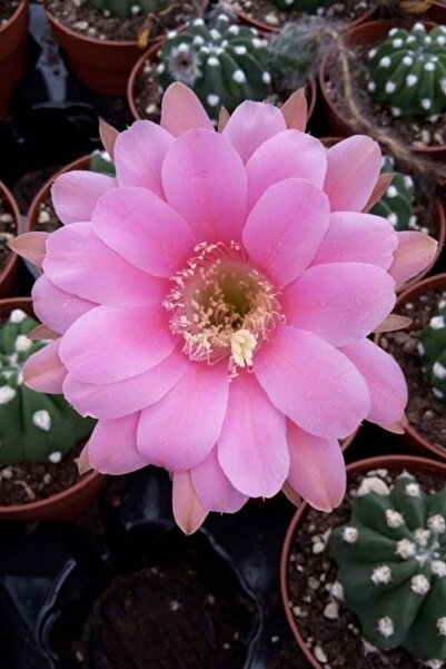ÇİÇEKFLİX Echinopsis Subdenudata Pembe Açan Kaktüs Sukulent/ Şuan Çiceksizdir