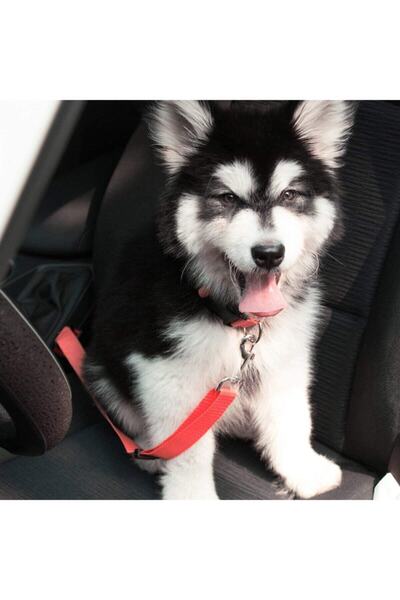 Ankaflex Pet Cat - Dog Vehicle Seat Belt