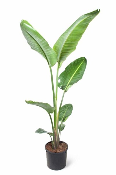 GoldLotus Starliçe Dev Boy 100-120 Cm