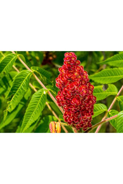 Balbis Sumak 60 g