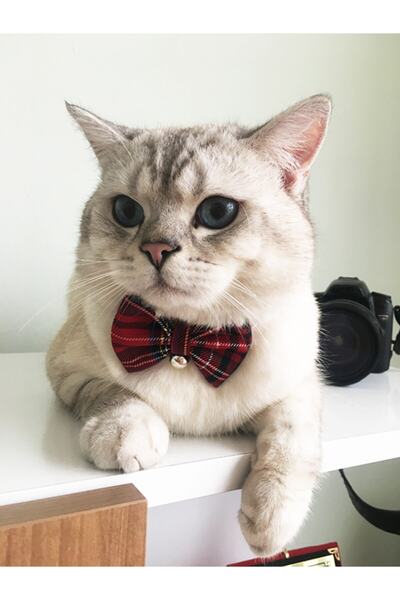 Patipatron Adjustable Cat Collar with Bow Tie (CINCHINLI)