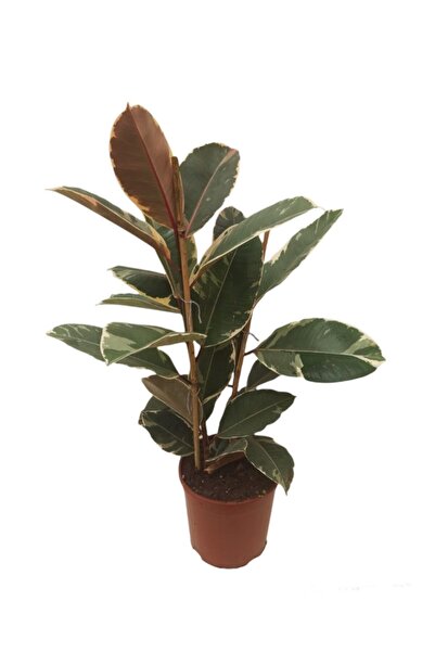 GoldLotus Alacalı Kauçuk Bitkisi-ficus Elastica Tineke 60-70 Cm