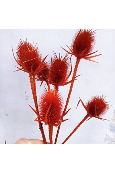 Hidden Botanics Kuru Çiçek Limon Dikeni Turuncu 10’lu 45 Cm