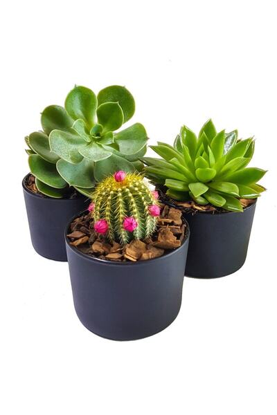 Boothas Karışık Sukulent Tohumu 20 Adet + Saksı + Torf - Set