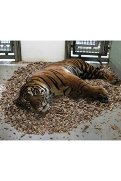 EMPA Evcil Hayvan Talaşı (10kg) - Tavşan Talaşı - Hamster Talaşı - Kedi Köpek...