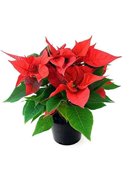 GoldLotus Ponsetya Atatürk Çiçeği Kırmızı Yapraklı Bitki Çiçek