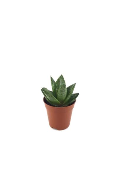 EGZOTİKBAHÇE Gasteria Aloe 'tiga' - Sukulent Katüs Çiçeği
