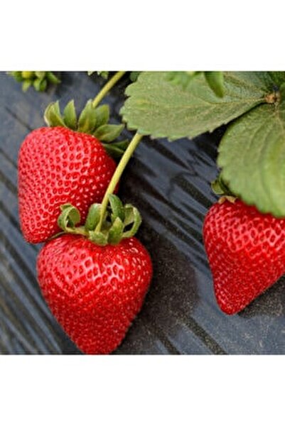 ucuzluk diyari 15 adet yediveren cilek fidesi acik kok ve taze sokum fiyati yorumlari trendyol