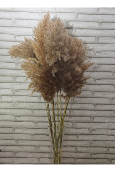 Mimozaçiçek Naturel Pampas 10 Adet 100 cm