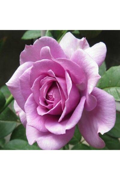 fidanistanbul Rosa Ad Alberello Lilac Lila Baston Gül Fidanı, 80-100 Cm, Saksıda