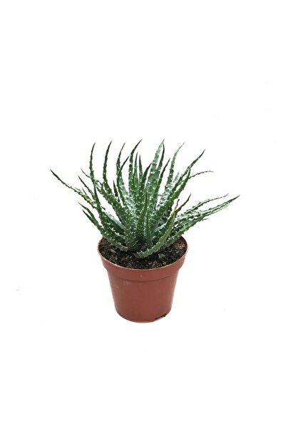 Betonish Aloe Humilis Kaktüs