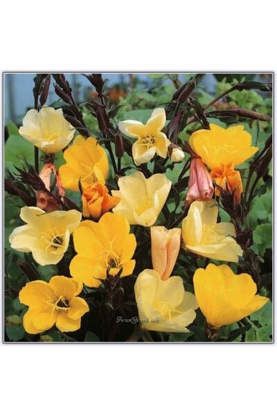 FarmLife Tohum 20 Adet Ezan Çiçeği Tohumu