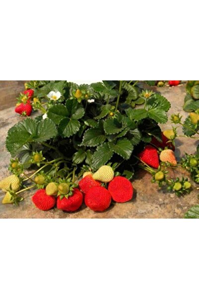 Ucuzluk Diyarı 10 Adet Camarosa Çilek Fidesi Açık Kök Frigo Ve Taze Sökümdür ...