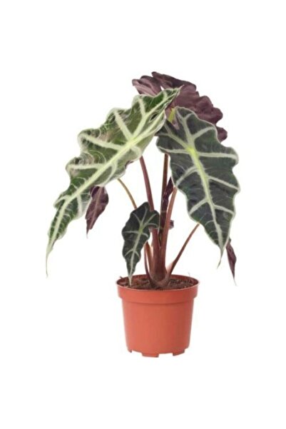 GoldLotus Alocasia Polly Fil Kulağı Bitkisi