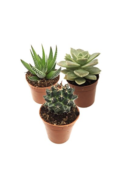 EGZOTİKBAHÇE Kaktüs Sukulent Seti 3 Adet Sukulent Ve Kaktüs