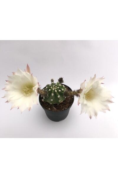 EGZOTİKBAHÇE Echinopsis Subdenudata 5,5 Kaktüs