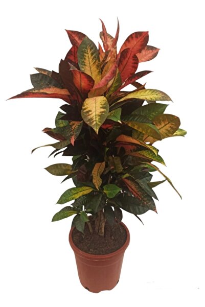 GoldLotus Croton İthal Kraton Bitkisi