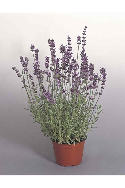 Fidan & Peyzaj - Lavanta / 4 Adet (lavandula Angustifolia)