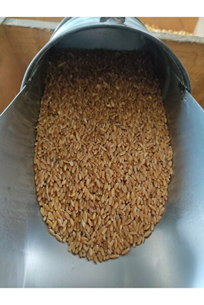 Nazilli Aşan Tarım Kırmızı Güvercin Buğdayı 1 Kilogram