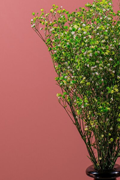 YAPAY ÇİÇEKÇİNİZ Συγκλονισμένος Πράσινος Συνδετήρας Σιπό (Cipso)