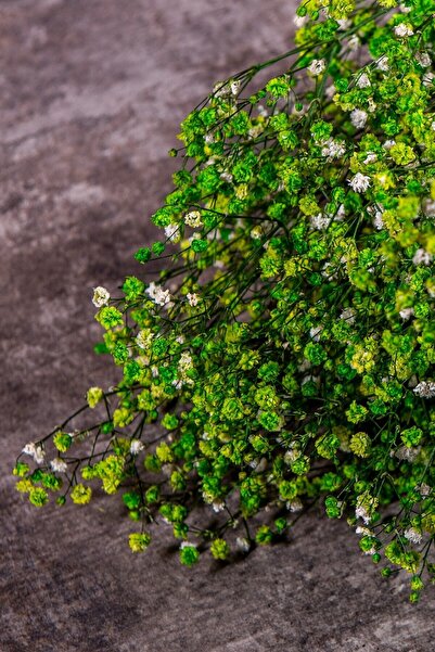 YAPAY ÇİÇEKÇİNİZ Συγκλονισμένος Πράσινος Συνδετήρας Σιπό (Cipso)