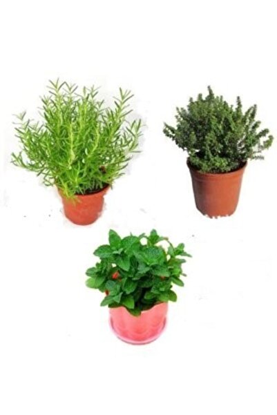 serada decor & plant Aromatik Mutfak Bitkileri Seti Kekik Biberiye Nane