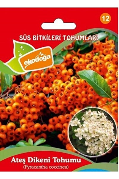 Ekodoğa Ateş Dikeni Tohumu 1 Paket ( 100 Adet ) Ateş Dikeni Bitkisi Tohumu Py...