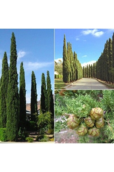 Asenya Kara Servi Tohumu 25 Gr Paket (5000 Adet Tohum) Karaservi Ağacı Tohumu Akdeniz Servisi Tohumu