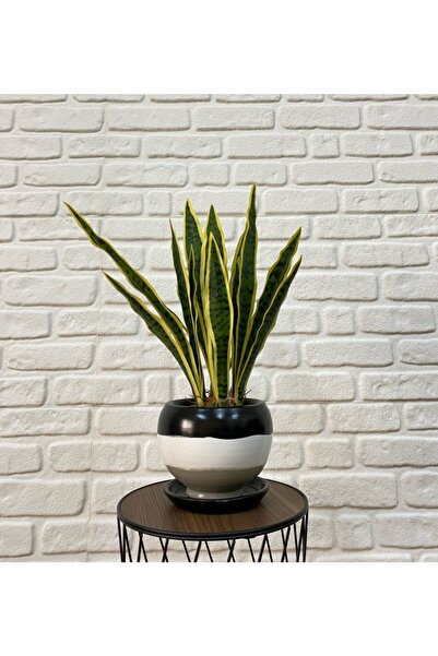 odka Küre Saksı Tabaklı 16 Cm