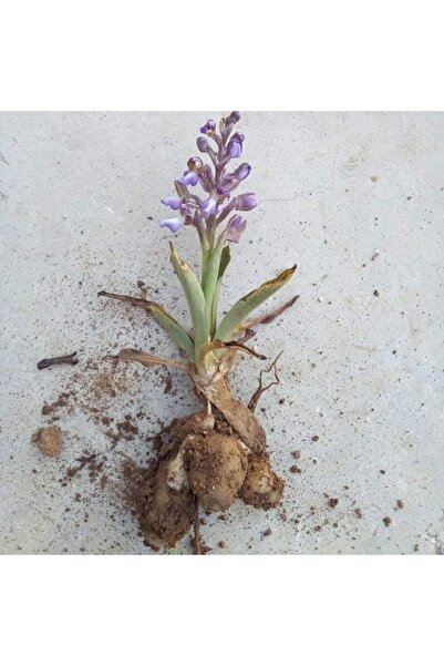 Alanyatropikal Salep Fidesi 55 Adet Orkide Sahlep Orkide Orchis