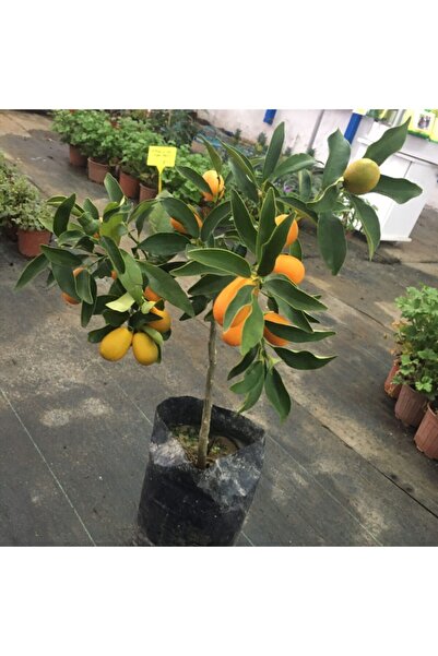 Fide Sepeti Fidesepeti Kumkat Fidanı ( Aşılı )