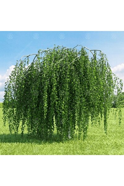 Asenya Huş Ağacı Tohumu 50 Gr (5.000 Adet Tohum) Huş Tohumu Betula Pendula Ağ...