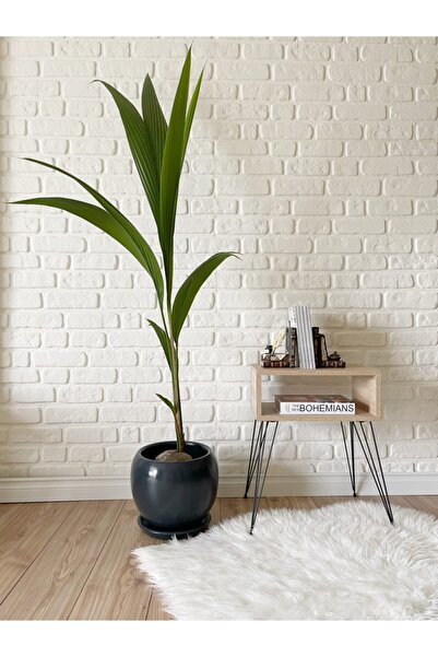odka 40litre Küre Saksı Tabaklı 37cmx37cm Antrasit Renk