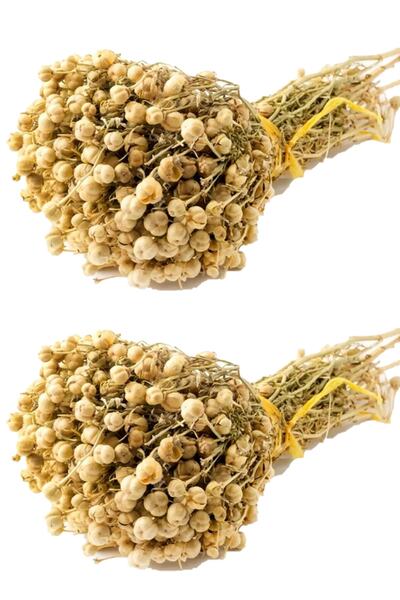 aktarix 2 Adet Üzerlik Otu Bağ