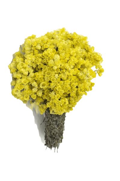 aktarix 1 Adet Altın Otu Bağ