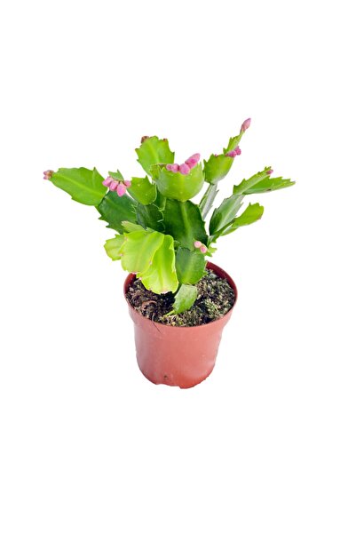 Cemre Garden Schlumbergera Yılbaşı Kaktüsü - Yılbaşı Çiçeği - Ev Ofis Salon I...